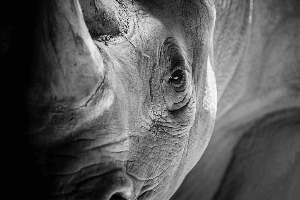 Rhino Eye-Wall_Art-Pixalot