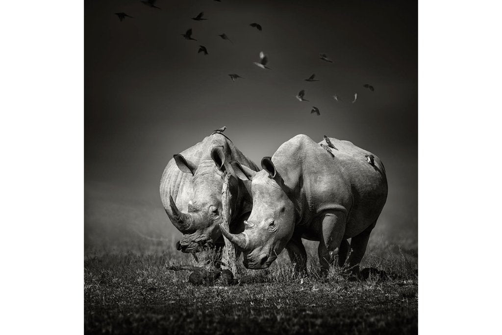 Rhino Pair-Wall_Art-Pixalot