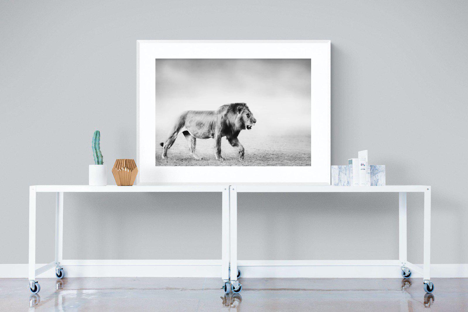 Roaming Lion-Wall_Art-120 x 90cm-Framed Print-White-Pixalot