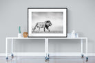 Roaming Lion-Wall_Art-120 x 90cm-Framed Print-Black-Pixalot