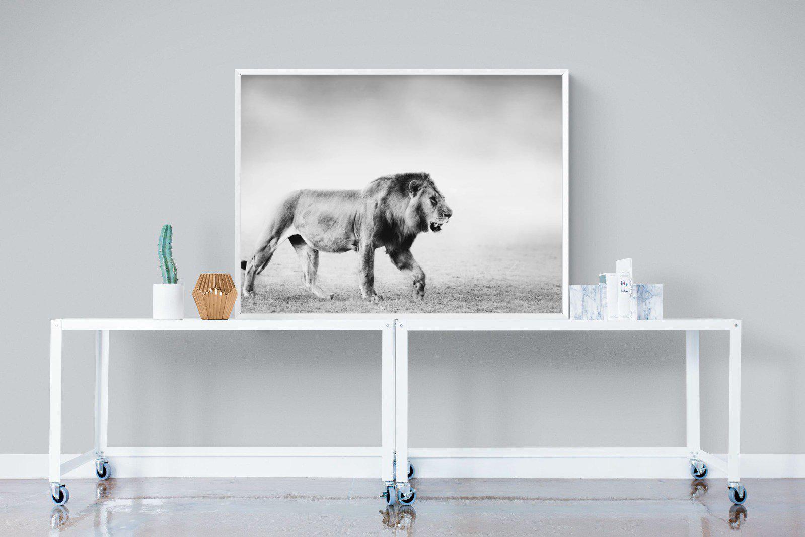 Roaming Lion-Wall_Art-120 x 90cm-Mounted Canvas-White-Pixalot