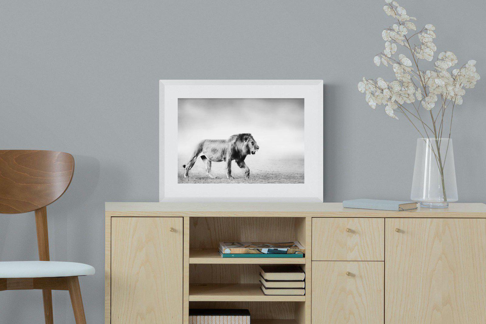Roaming Lion-Wall_Art-60 x 45cm-Framed Print-White-Pixalot