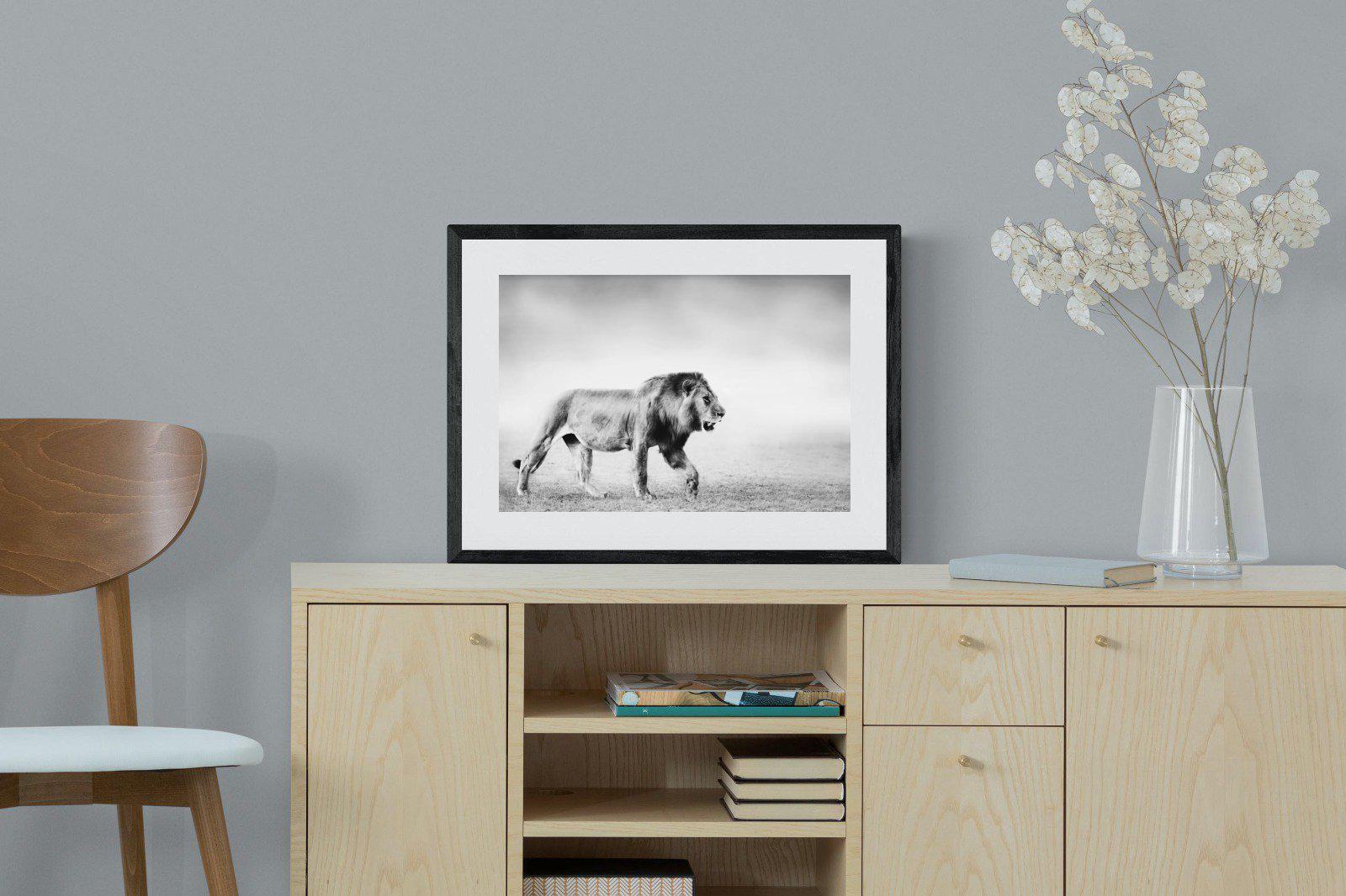 Roaming Lion-Wall_Art-60 x 45cm-Framed Print-Black-Pixalot