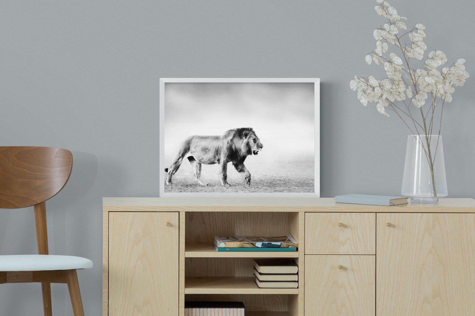 Roaming Lion-Wall_Art-60 x 45cm-Mounted Canvas-White-Pixalot