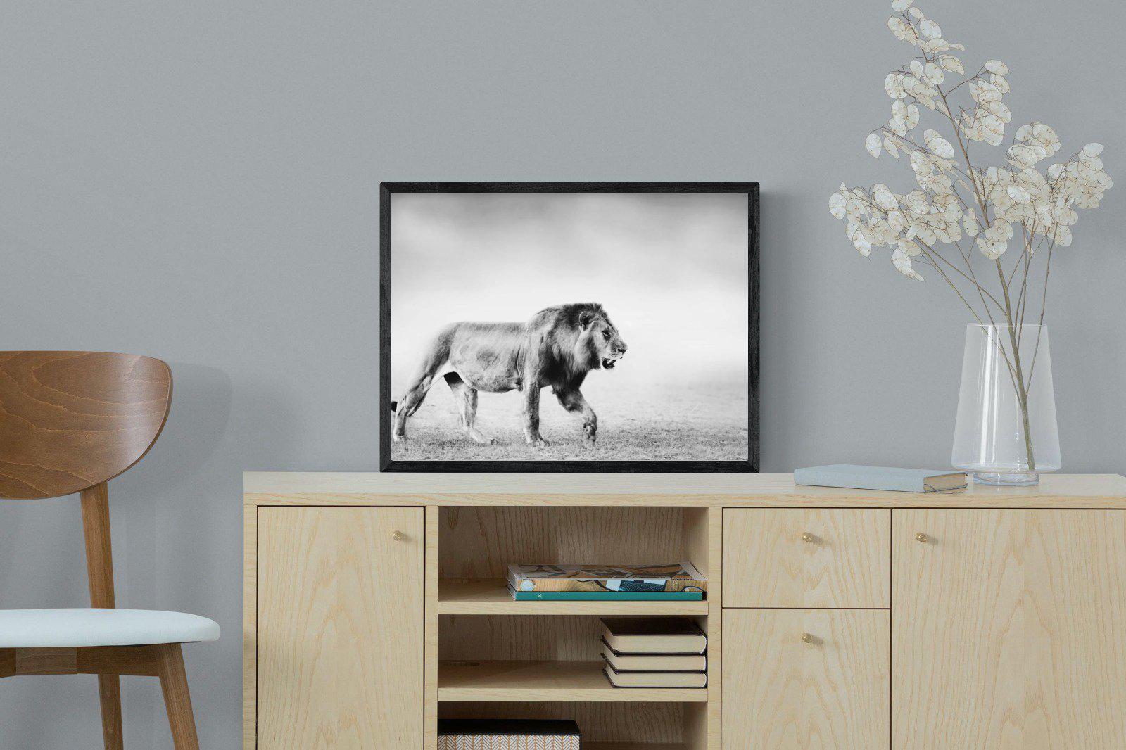 Roaming Lion-Wall_Art-60 x 45cm-Mounted Canvas-Black-Pixalot