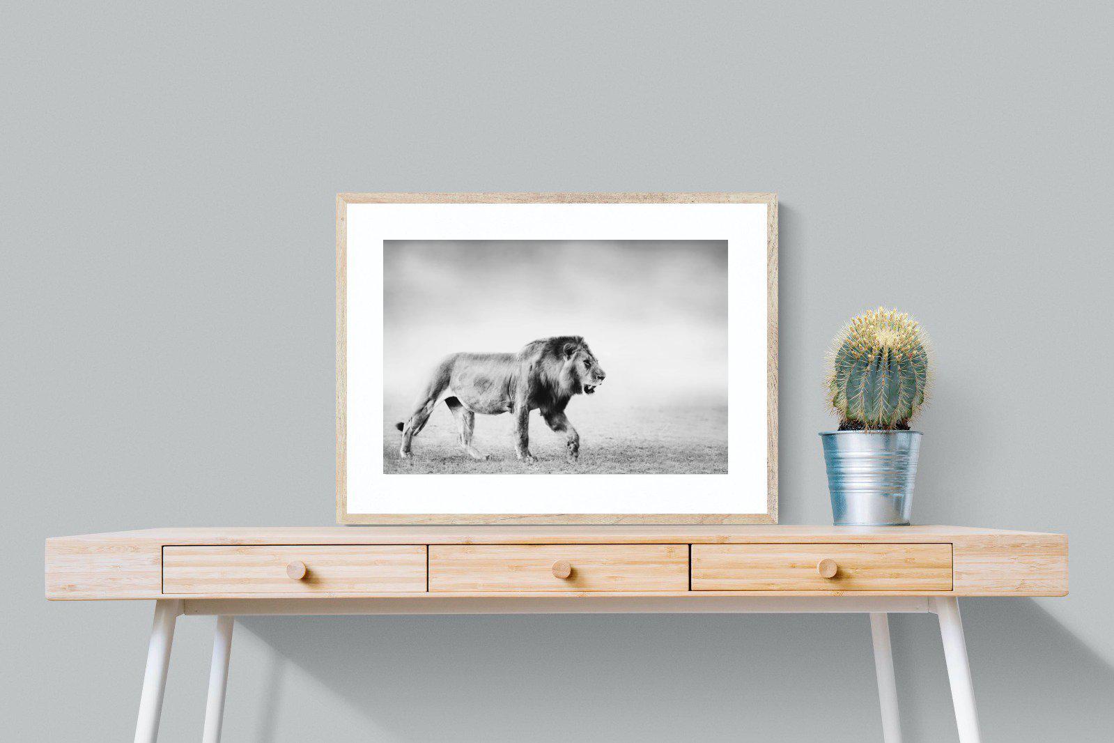 Roaming Lion-Wall_Art-80 x 60cm-Framed Print-Wood-Pixalot