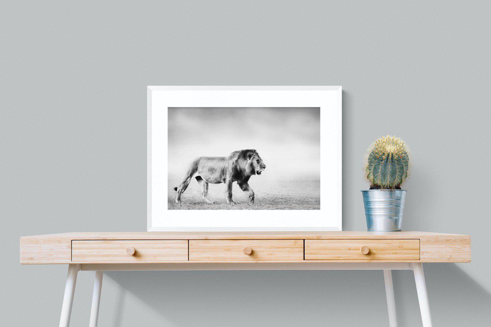 Roaming Lion-Wall_Art-80 x 60cm-Framed Print-White-Pixalot