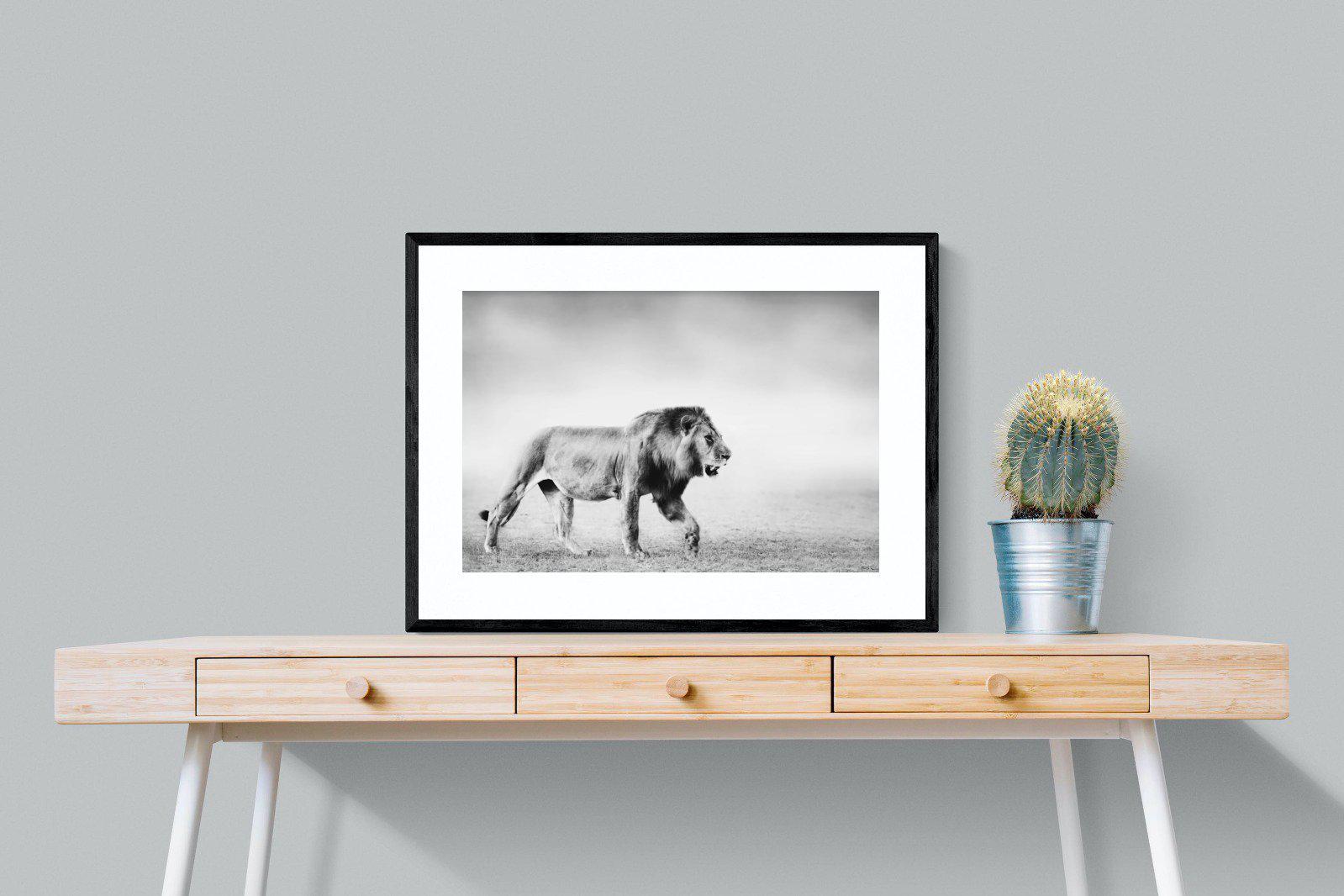 Roaming Lion-Wall_Art-80 x 60cm-Framed Print-Black-Pixalot