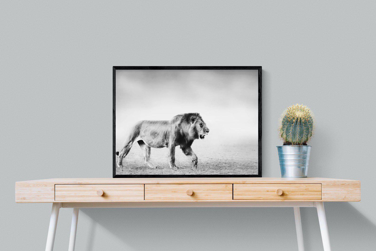 Roaming Lion-Wall_Art-80 x 60cm-Mounted Canvas-Black-Pixalot