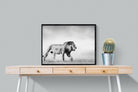 Roaming Lion-Wall_Art-80 x 60cm-Mounted Canvas-Black-Pixalot