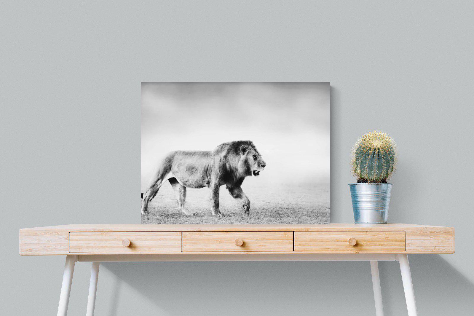 Roaming Lion-Wall_Art-80 x 60cm-Mounted Canvas-No Frame-Pixalot
