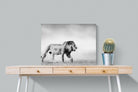 Roaming Lion-Wall_Art-80 x 60cm-Mounted Canvas-No Frame-Pixalot