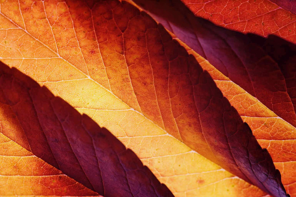 Scarlet Leaves-Wall_Art-Pixalot