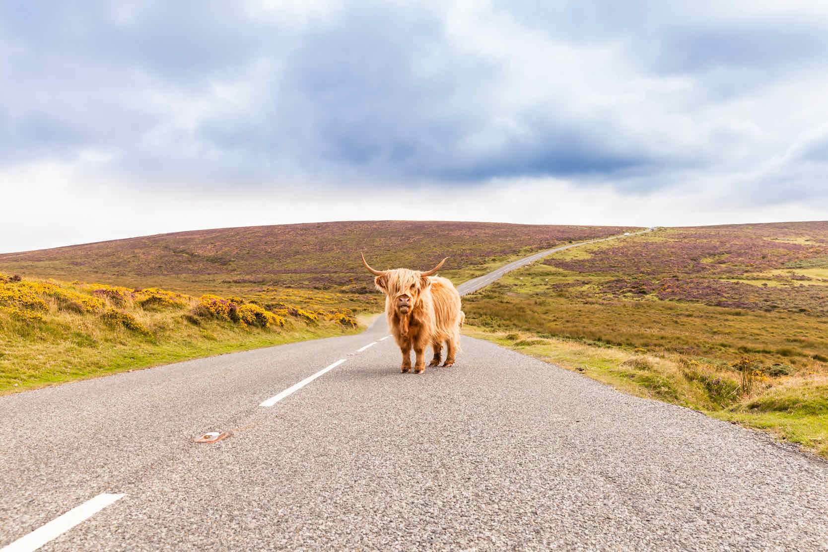Scottish Highland Cow-Wall_Art-Pixalot