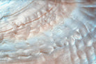 Seashell-Wall_Art-Pixalot