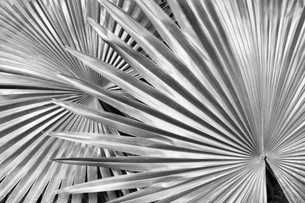 Silver Palm-Wall_Art-Pixalot