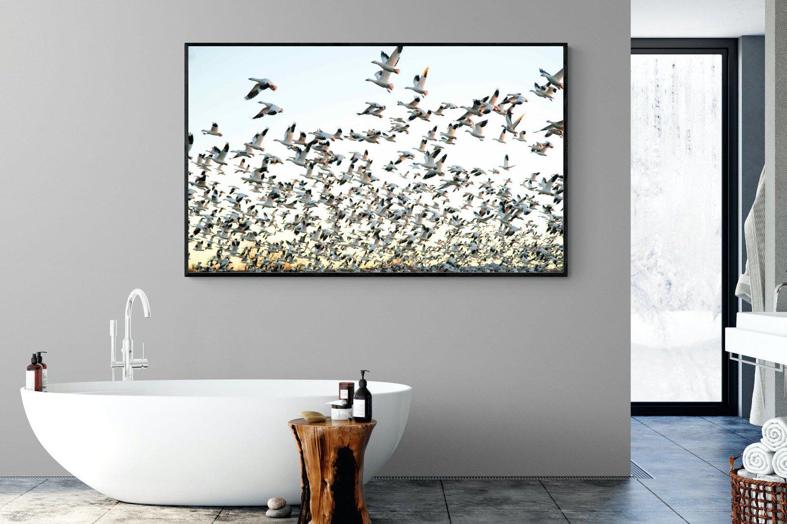 Snow Geese-Wall_Art-180 x 110cm-Mounted Canvas-Black-Pixalot