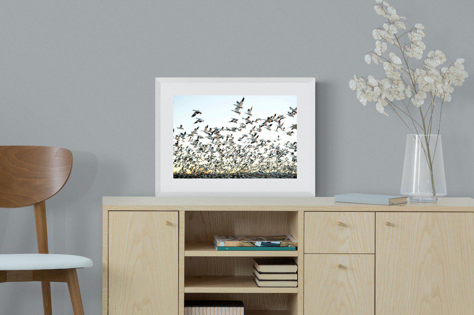 Snow Geese-Wall_Art-60 x 45cm-Framed Print-White-Pixalot