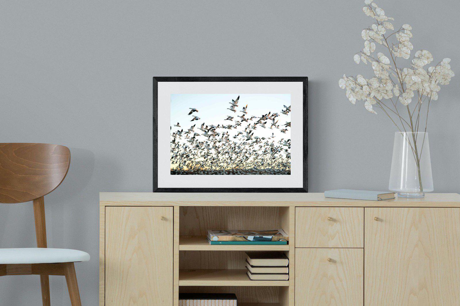 Snow Geese-Wall_Art-60 x 45cm-Framed Print-Black-Pixalot