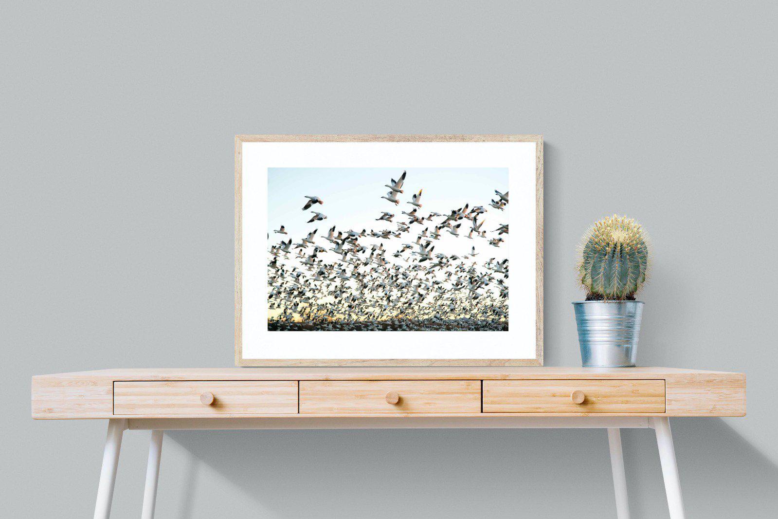 Snow Geese-Wall_Art-80 x 60cm-Framed Print-Wood-Pixalot