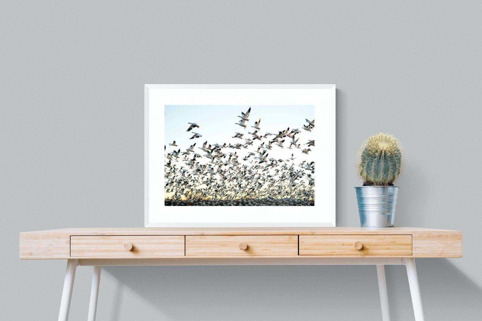 Snow Geese-Wall_Art-80 x 60cm-Framed Print-White-Pixalot