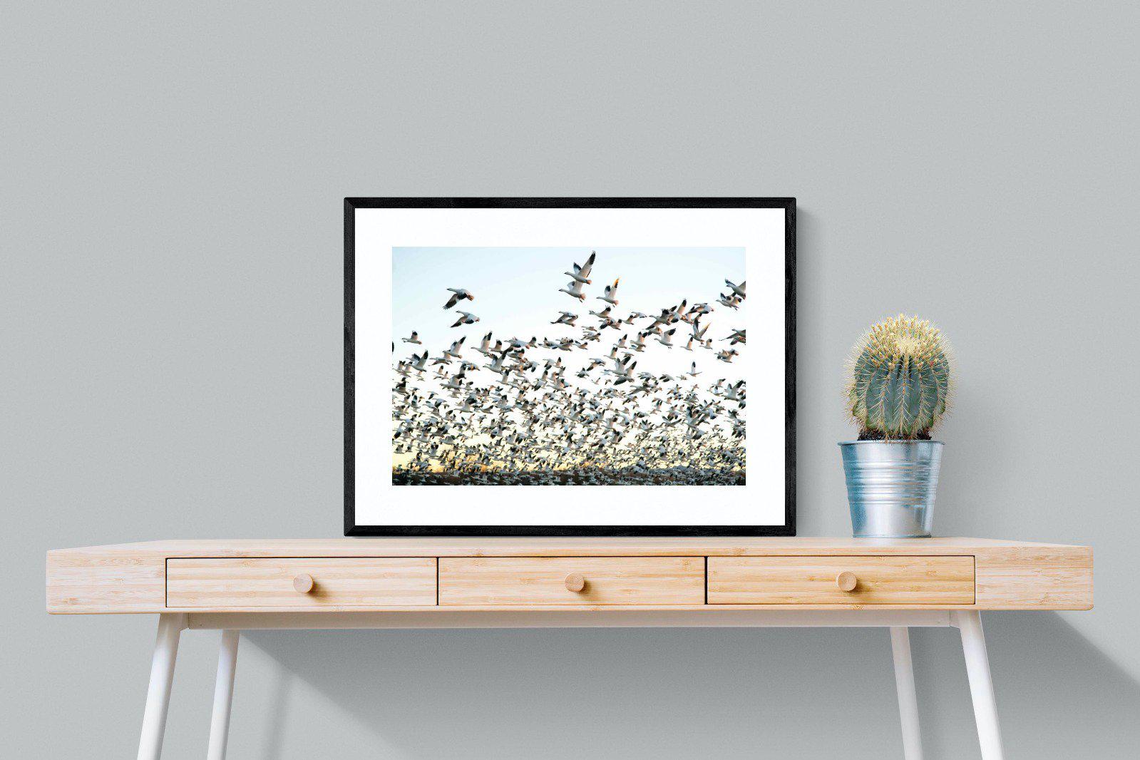 Snow Geese-Wall_Art-80 x 60cm-Framed Print-Black-Pixalot