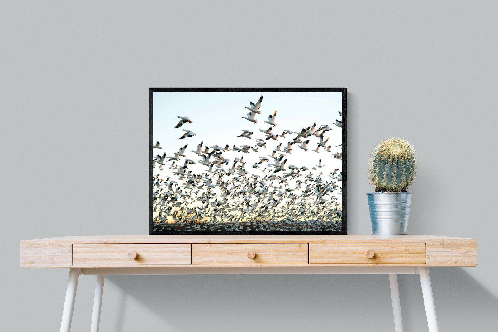 Snow Geese-Wall_Art-80 x 60cm-Mounted Canvas-Black-Pixalot