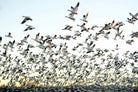 Snow Geese-Wall_Art-Pixalot