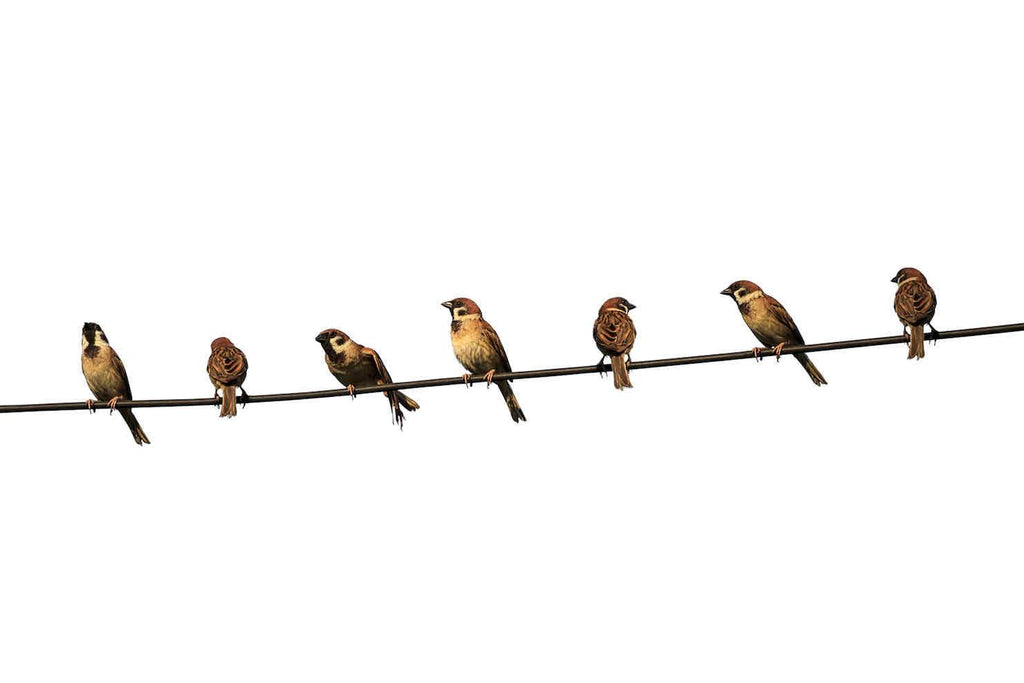 Sparrows-Wall_Art-Pixalot