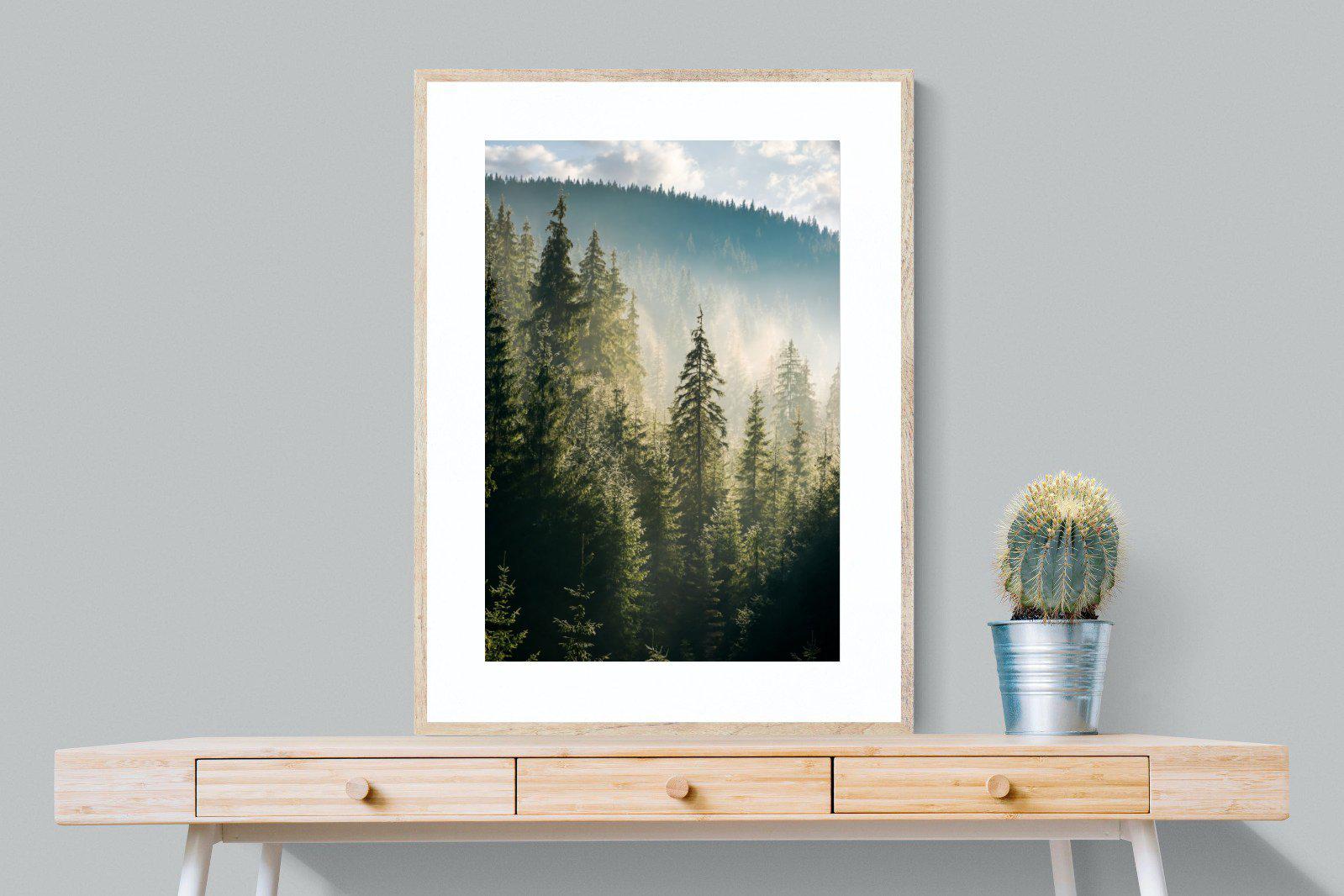 Spruce Forest-Wall_Art-75 x 100cm-Framed Print-Wood-Pixalot