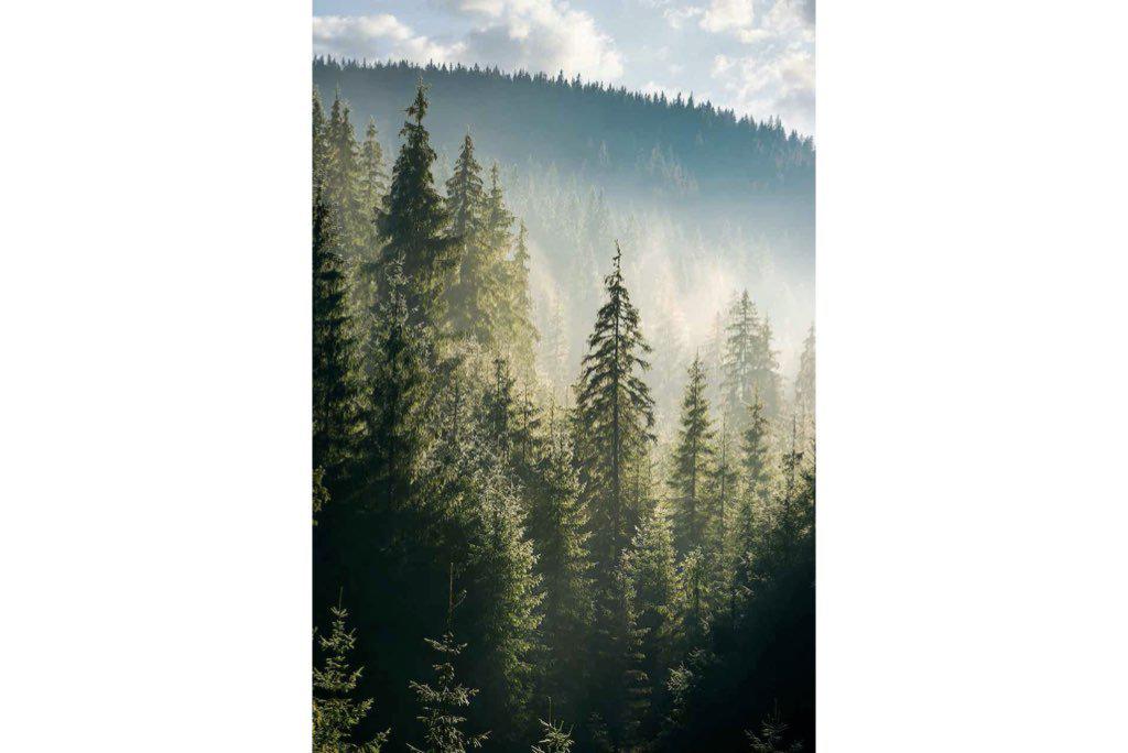 Spruce Forest-Wall_Art-Pixalot