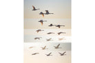 Squadron-Wall_Art-Pixalot