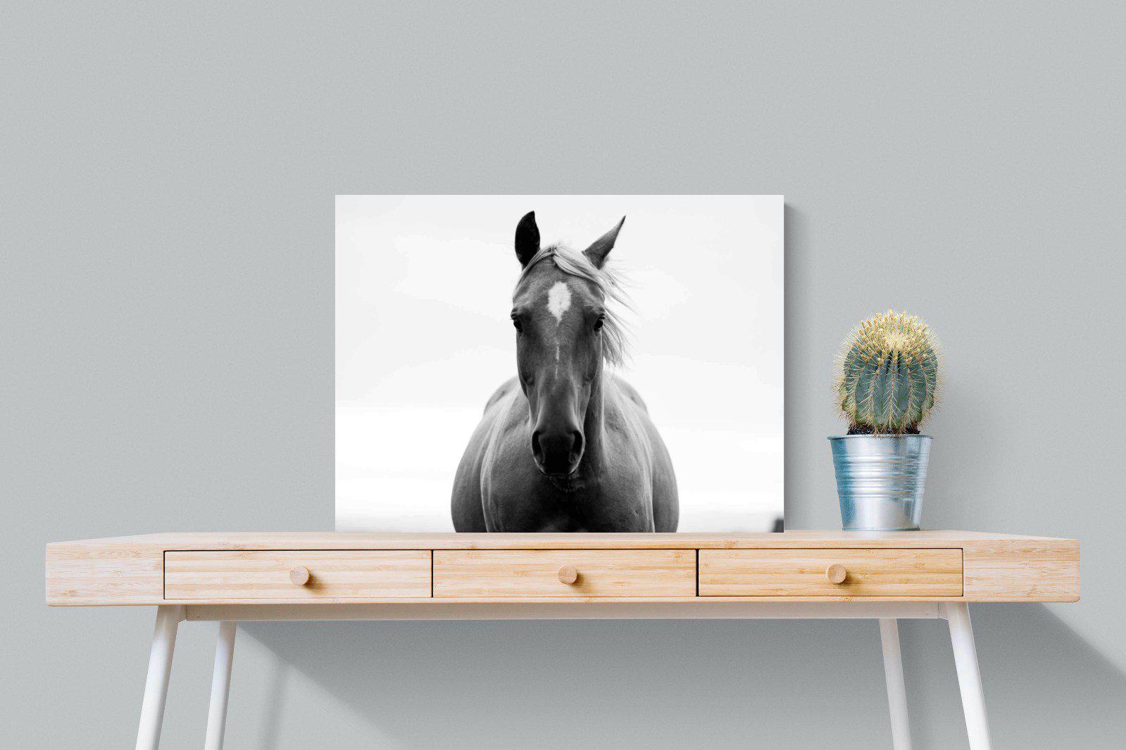 Stallion-Wall_Art-80 x 60cm-Mounted Canvas-No Frame-Pixalot