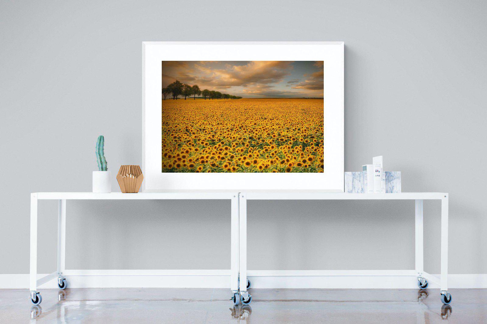 Sunflower Field-Wall_Art-120 x 90cm-Framed Print-White-Pixalot