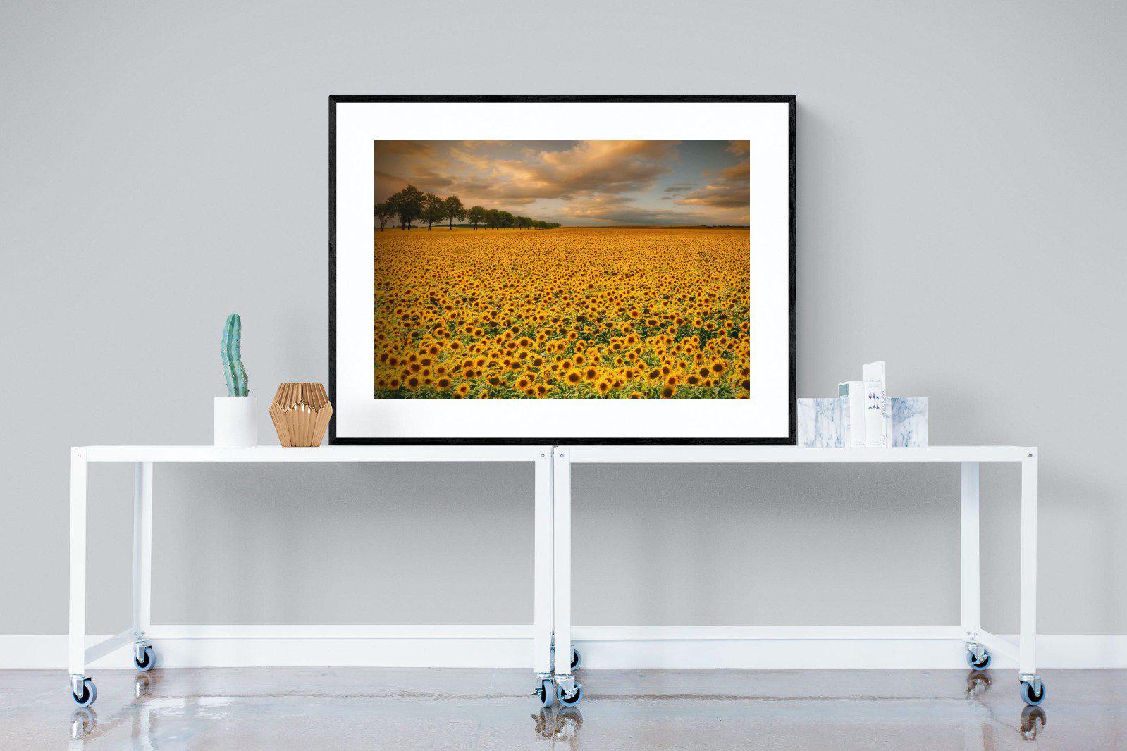 Sunflower Field-Wall_Art-120 x 90cm-Framed Print-Black-Pixalot