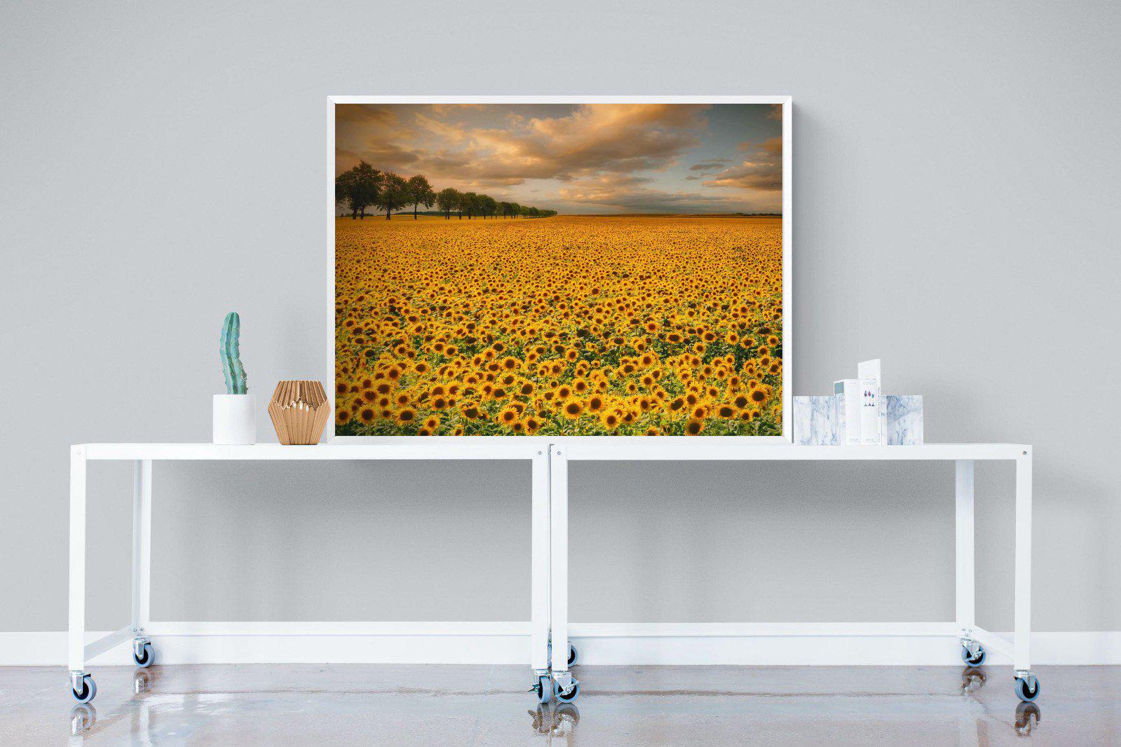 Sunflower Field-Wall_Art-120 x 90cm-Mounted Canvas-White-Pixalot