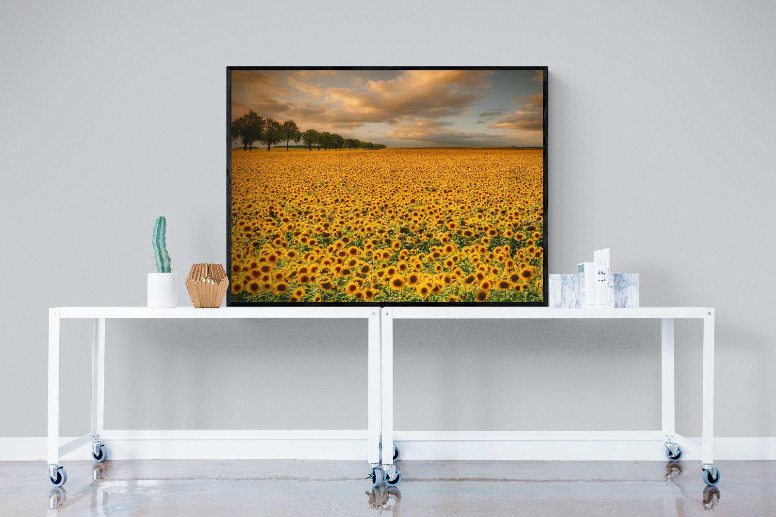 Sunflower Field-Wall_Art-120 x 90cm-Mounted Canvas-Black-Pixalot