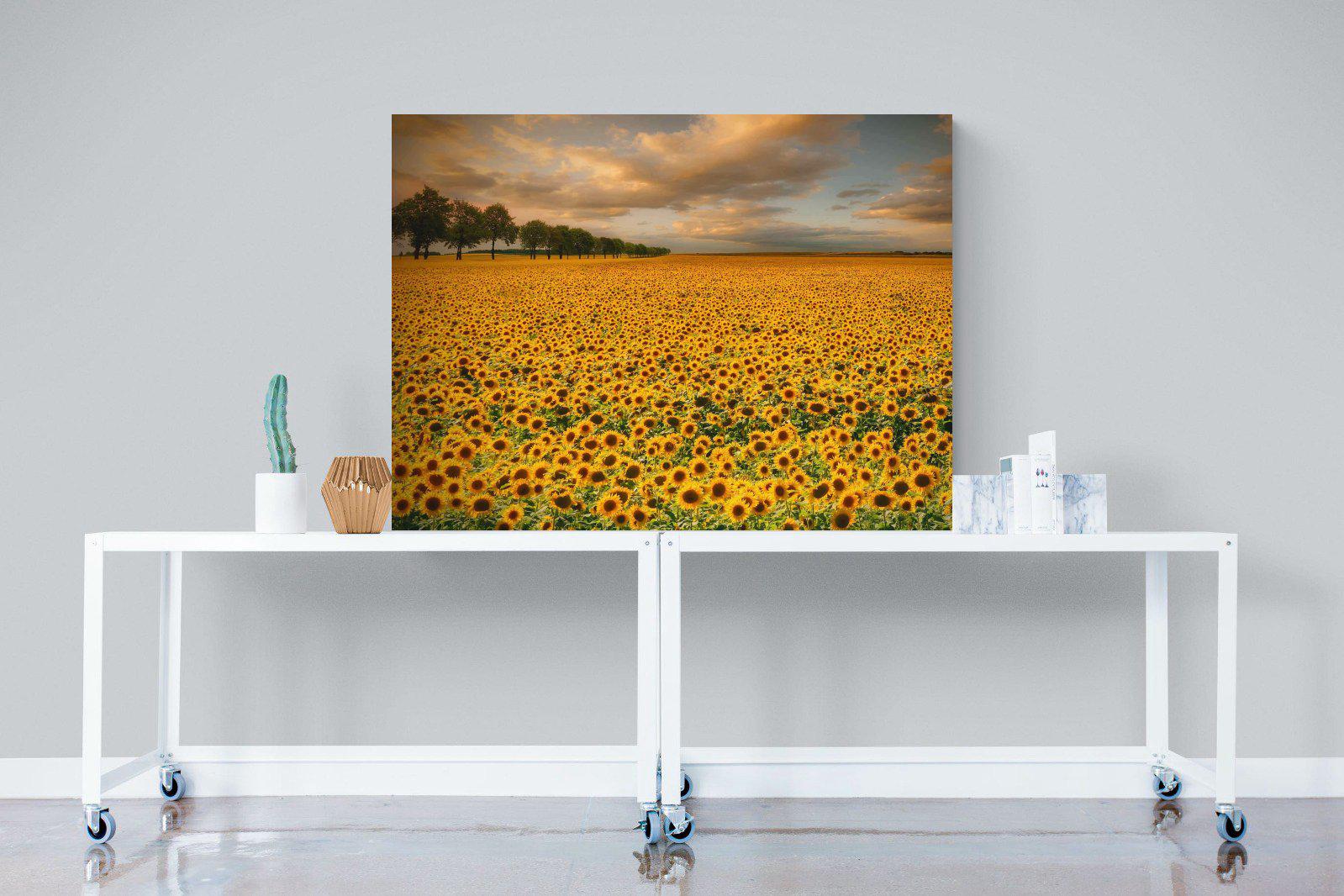 Sunflower Field-Wall_Art-120 x 90cm-Mounted Canvas-No Frame-Pixalot