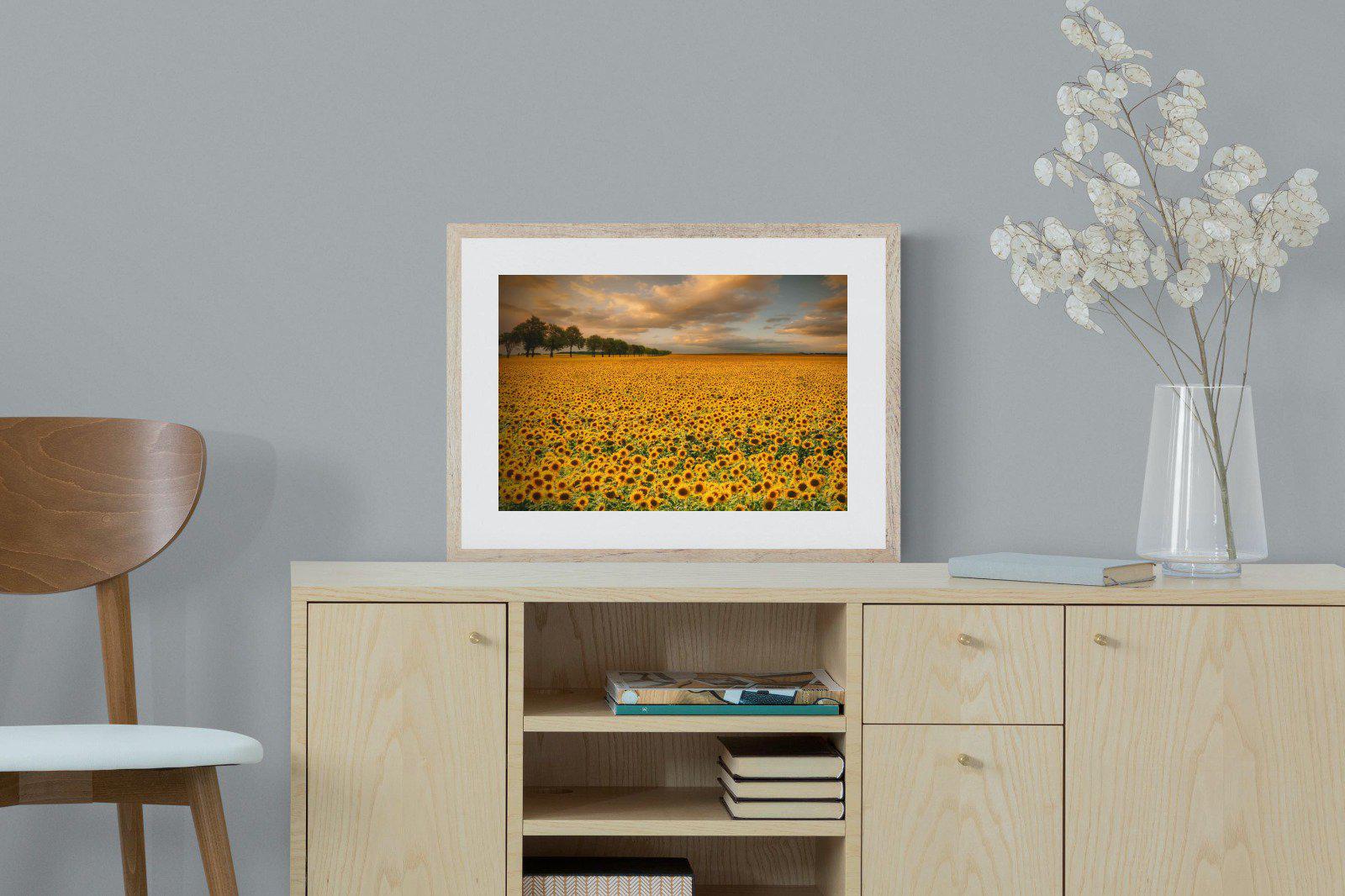 Sunflower Field-Wall_Art-60 x 45cm-Framed Print-Wood-Pixalot