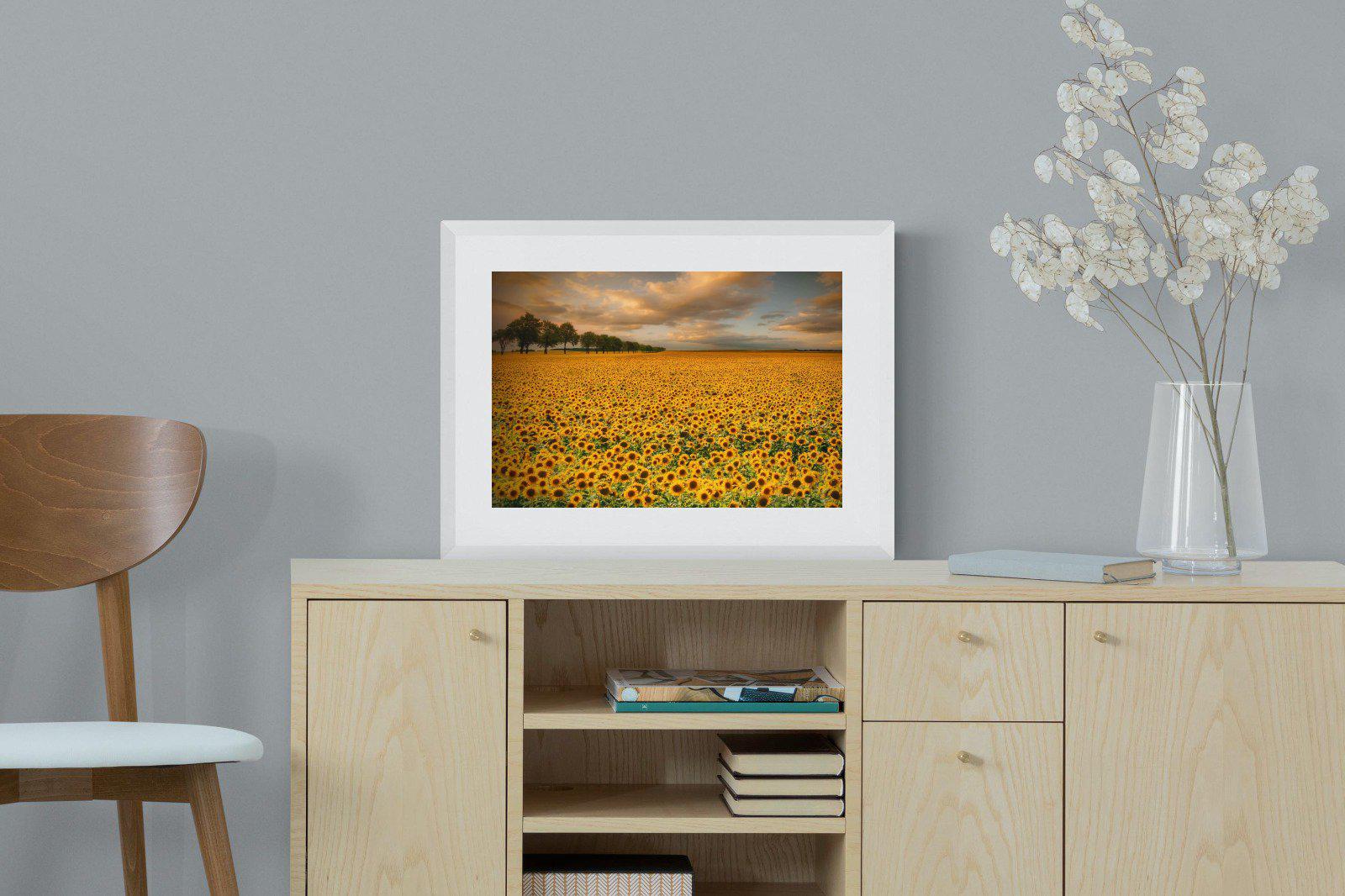 Sunflower Field-Wall_Art-60 x 45cm-Framed Print-White-Pixalot