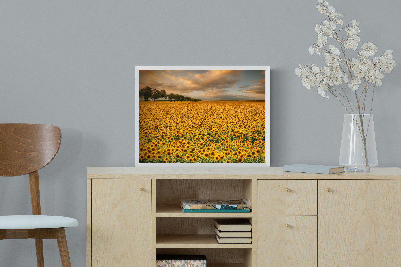 Sunflower Field-Wall_Art-60 x 45cm-Mounted Canvas-White-Pixalot