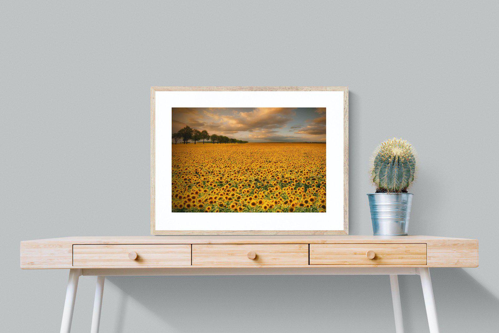 Sunflower Field-Wall_Art-80 x 60cm-Framed Print-Wood-Pixalot