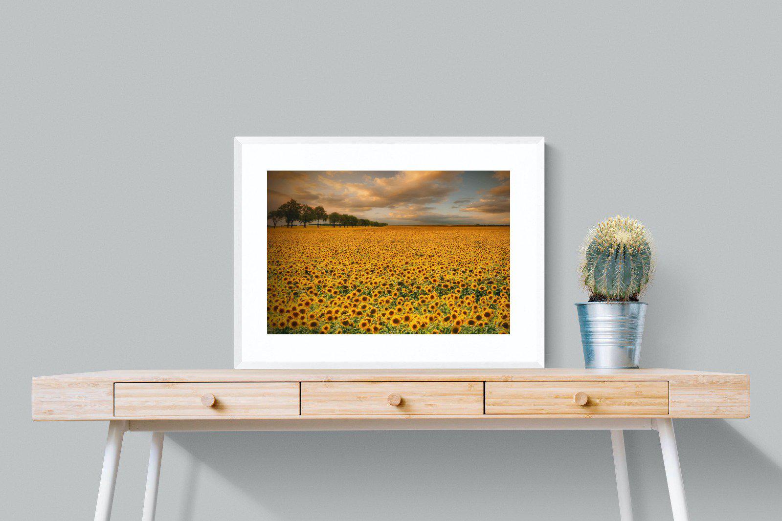 Sunflower Field-Wall_Art-80 x 60cm-Framed Print-White-Pixalot