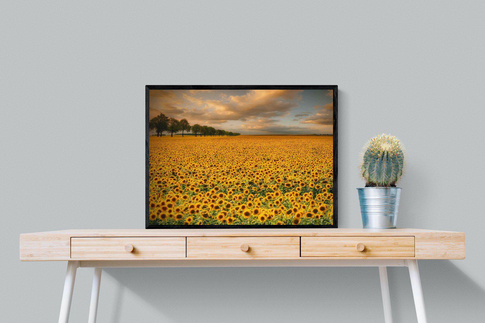 Sunflower Field-Wall_Art-80 x 60cm-Mounted Canvas-Black-Pixalot