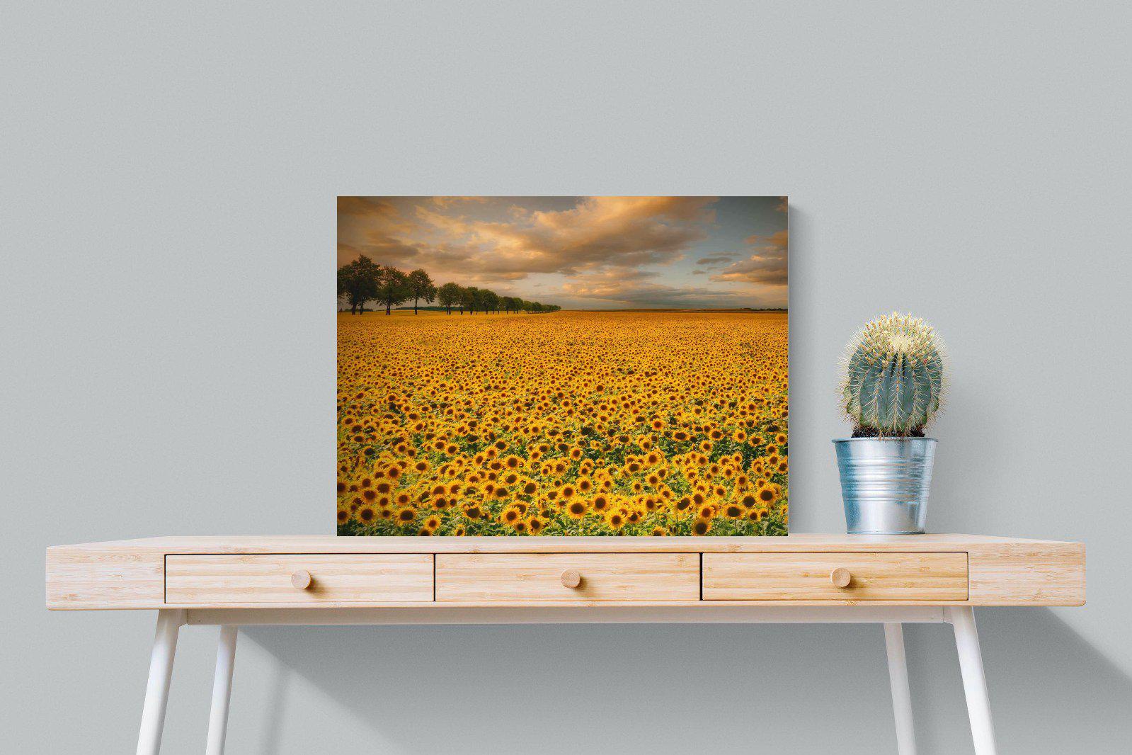Sunflower Field-Wall_Art-80 x 60cm-Mounted Canvas-No Frame-Pixalot