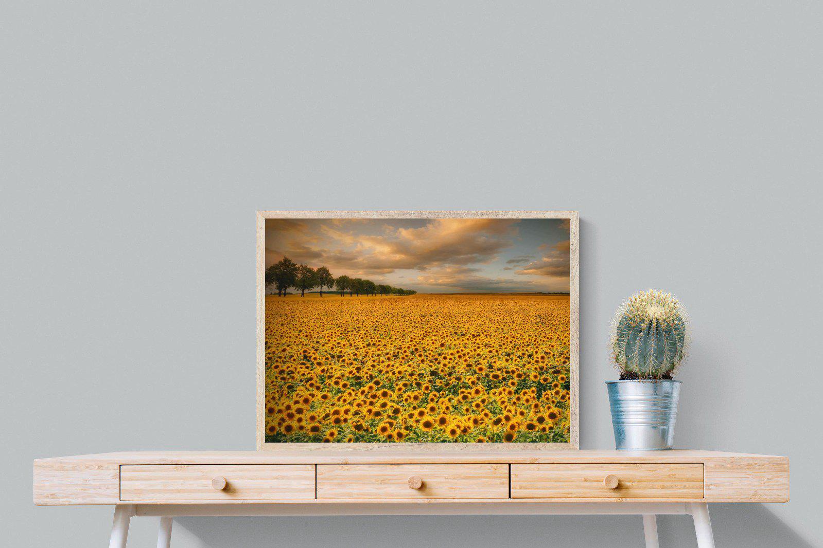 Sunflower Field-Wall_Art-80 x 60cm-Mounted Canvas-Wood-Pixalot