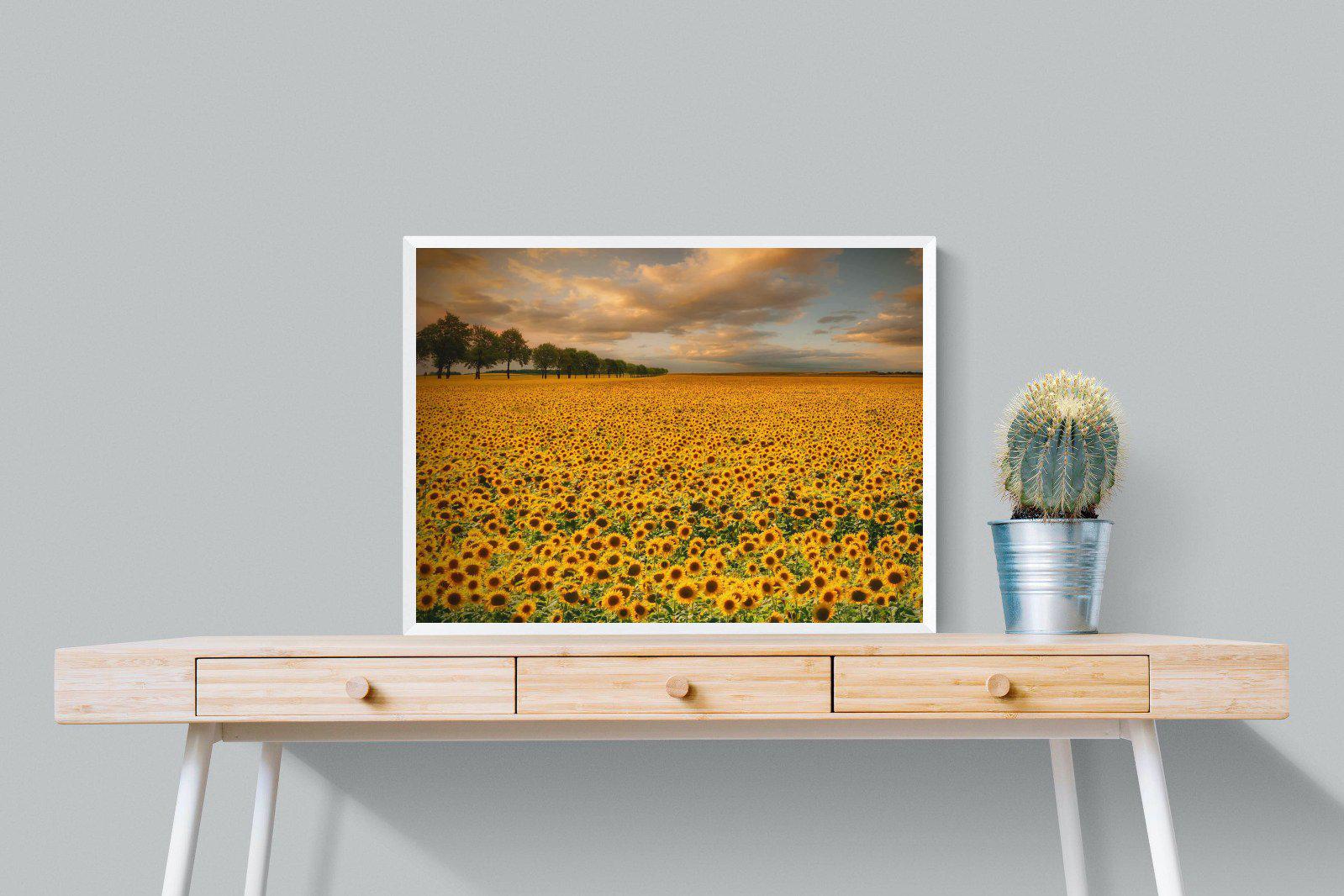 Sunflower Field-Wall_Art-80 x 60cm-Mounted Canvas-White-Pixalot