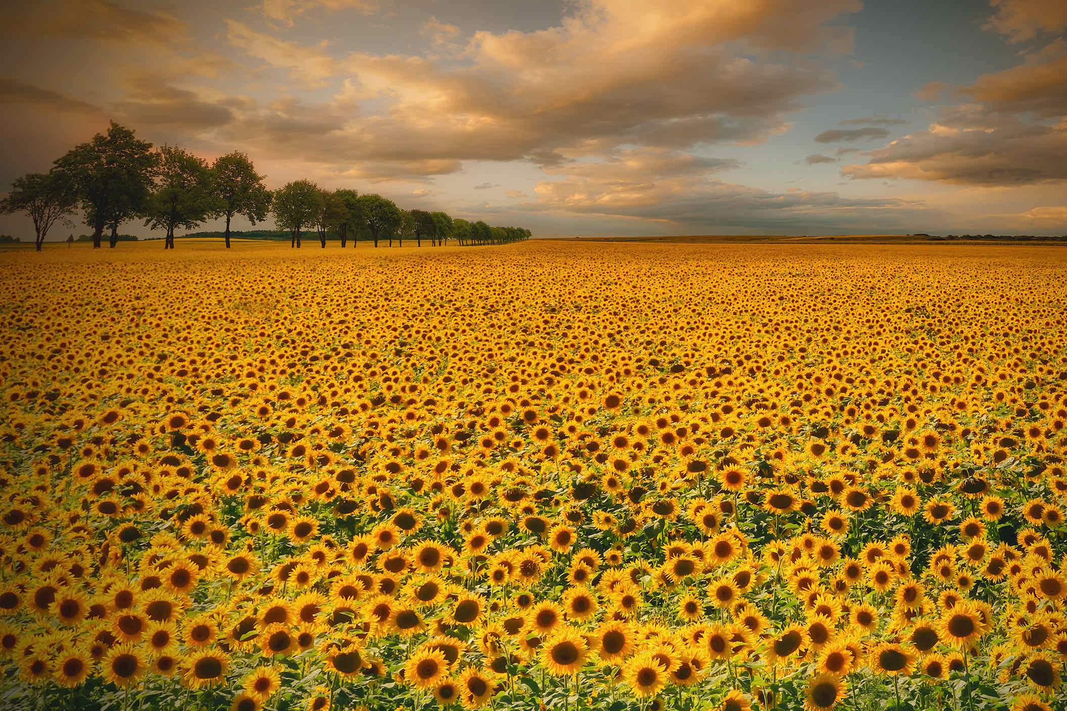 Sunflower Field-Wall_Art-Pixalot