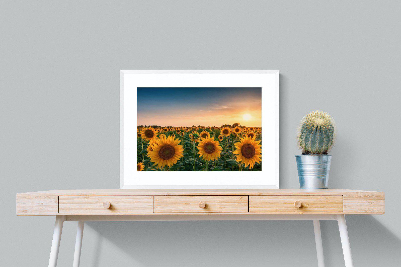 Sunflowers-Wall_Art-80 x 60cm-Framed Print-White-Pixalot