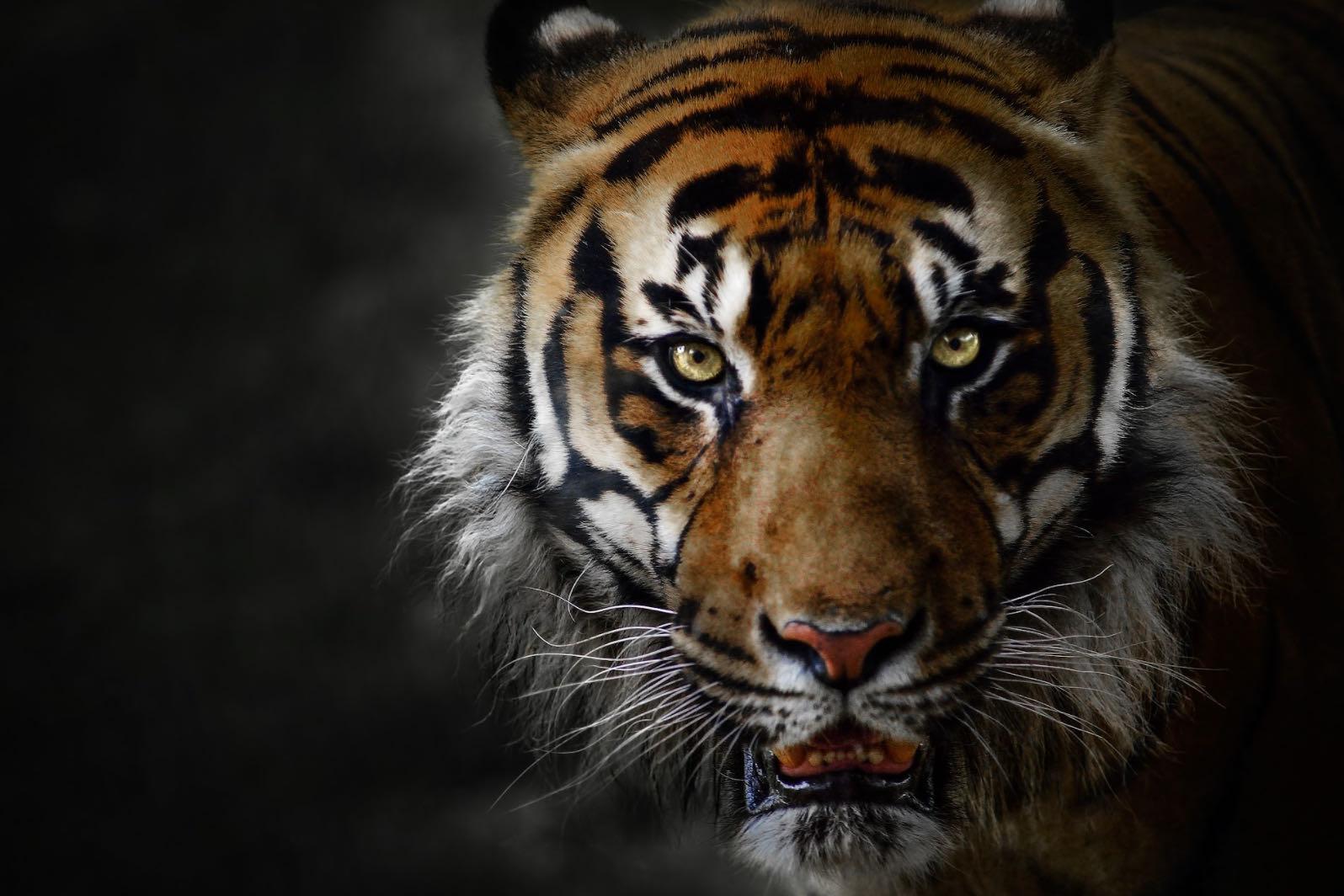 Tiger-Wall_Art-Pixalot
